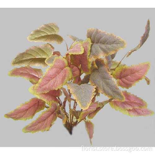 Lg.Frosted Salvia Tricolor Bush